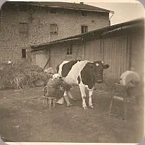 Foto 1958/59, meine Mutter melkt unsere Kuh Blume