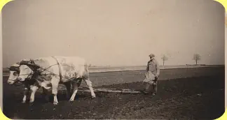 Auf dem Acker der Familie Strumpf wurde mit zwei Ochsen der Acker,  in der Nähe zur Brücke, bearbeitet. Die Pferde waren für den Krieg beschlagnahmt worden. Foto um 1942