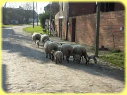 Die Schafe von Edmond Schwitzer spazieren auf der Schrotestraße in Hemsdorf. Foto: vom 11.05.2005